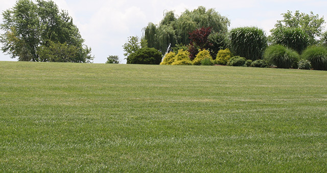 Deer Valley Turf Farm & Landscaping provides quality turf for your home landscaping projects.